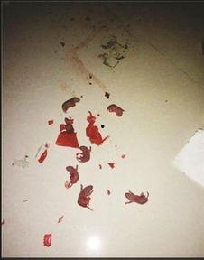 老鼠产崽视频,温馨育儿日常大揭秘