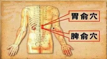 脾俞穴视频,养生保健的神奇穴位揭秘